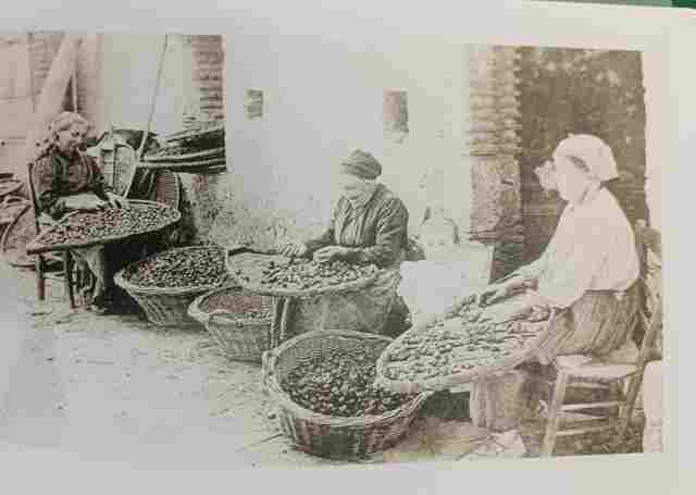 Voir l'image 118_triage_prune.jpg en taille reelle
