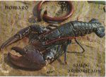 158_homard_sauce_armoricaine.jpg
